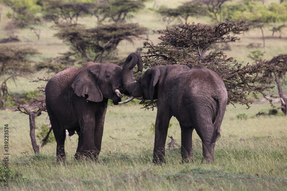 two elephants playing on the savannah