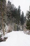 winter forest and beautiful landscape in the mountains