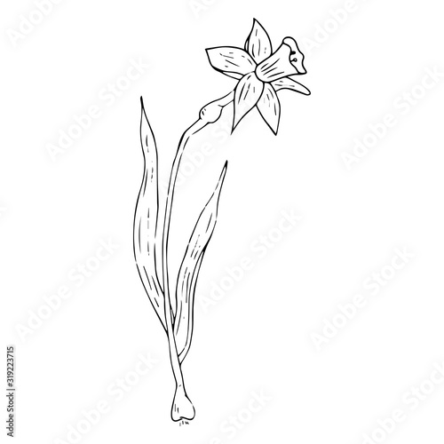 Daffodil flower icon. Vector illustration of spring daffodil. Hand drawn daffodil spring flower.