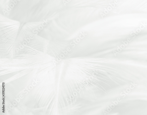 Beautiful white feather wool pattern texture background