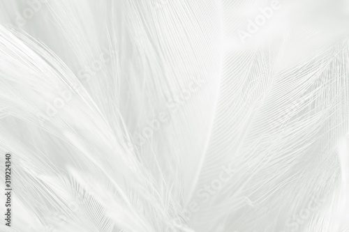 Beautiful white feather wool pattern texture background