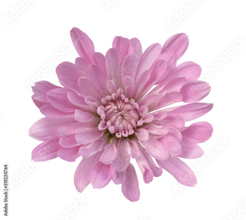 Fototapeta Naklejka Na Ścianę i Meble -  Pink Chrysanthemum