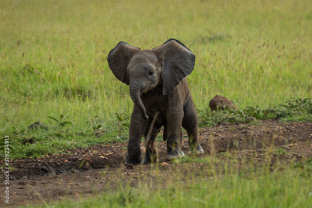 Obraz premium baby elephant on the savanah