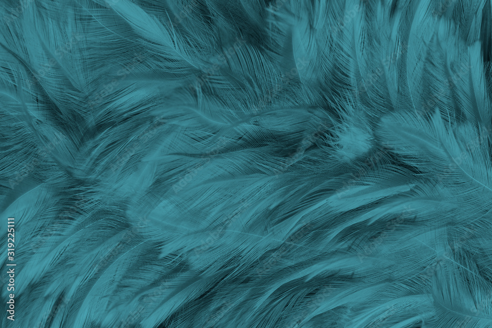 Obraz premium Beautiful close up dark black,green blue azure feather pattern texture background