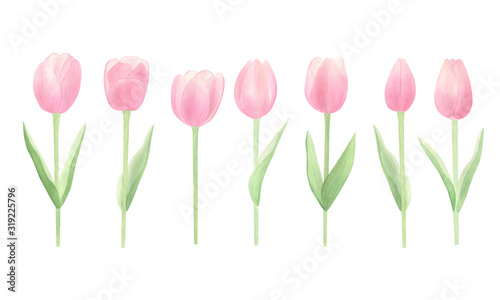Spring tulip flowers watercolor set. Watercolor hand drawn tulips isolated on white background. Perfect for spring cards design, invitation, pattern, wrapping papper. Happy mothers day. 