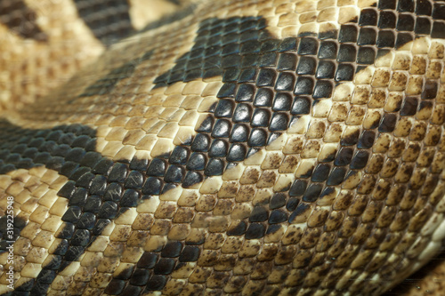 Close up skin Ball python snake skin