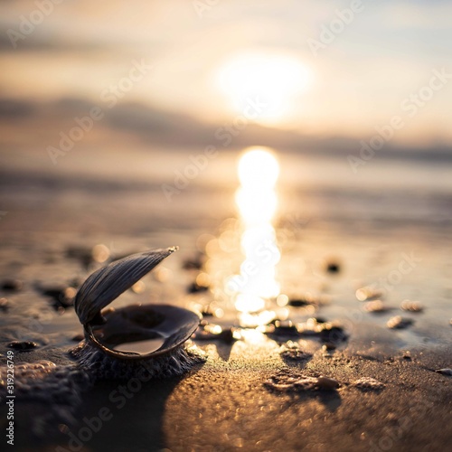 shell and beach