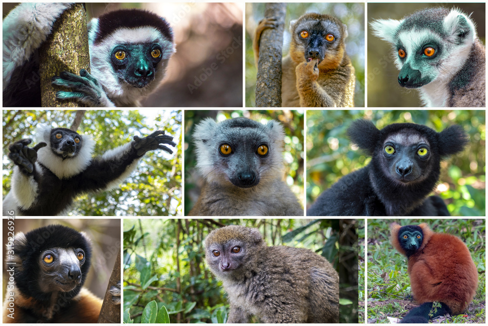 Collage of beautiful lemurs, Different types of lemurs - endemic