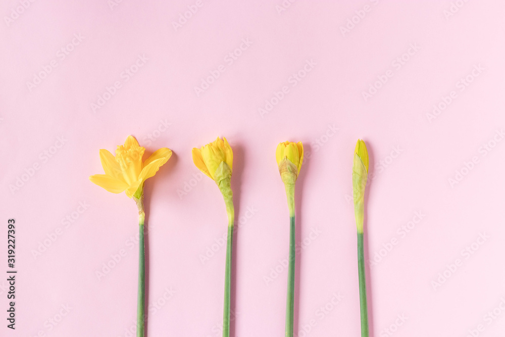 Spring daffodils, flowering process. Pink background. Top view Spring daffodils, flowering process. Pink background. Top view