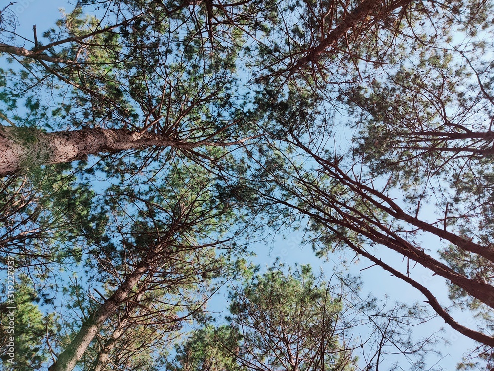 Fototapeta premium tree and blue sky