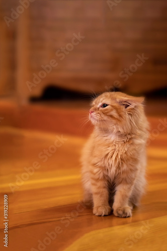 Small red tabby kitten sits on the wooden floor. Kitten pressed his ears back and looks up