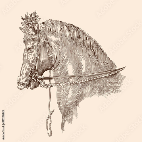 Horse head drawing with mane and harness in vintage style on a beige background. Close-up.