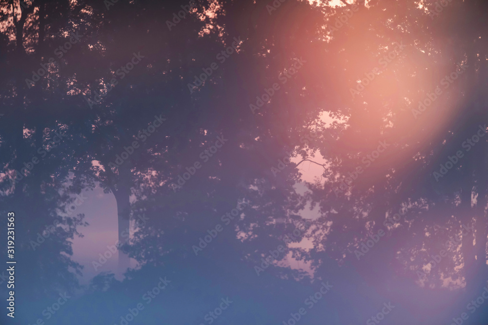 Fototapeta premium Sunrays through trees during foggy sunrise.