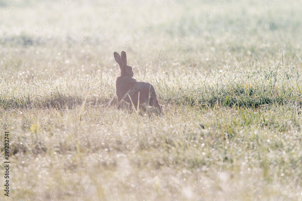 Silhouette of hare in foggy pasture early in the morning. Silhouette of hare in foggy pasture early in the morning.