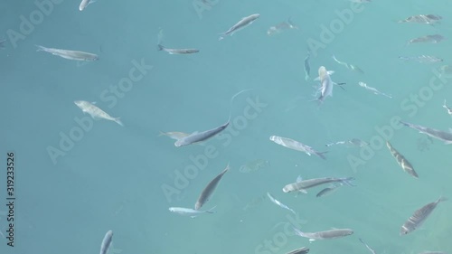 Shoal of fish in seawater, many sea fishes top view, free in the sea, sea fishes on the water surface, on the surface of the sea water aquamarine azure reflection turquoise blue abstract background
