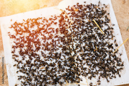 fly, many, trap, catch, insect, nature, full, sticky, bug, tool, kill, pest, stick, sheet, white, tape, paper, ecology, dead, glue, natural, group, isolated, death, background, homemade, extremely, fl photo