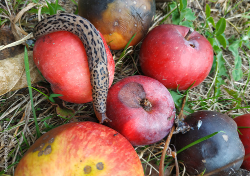 slug crawling on apples at summer day