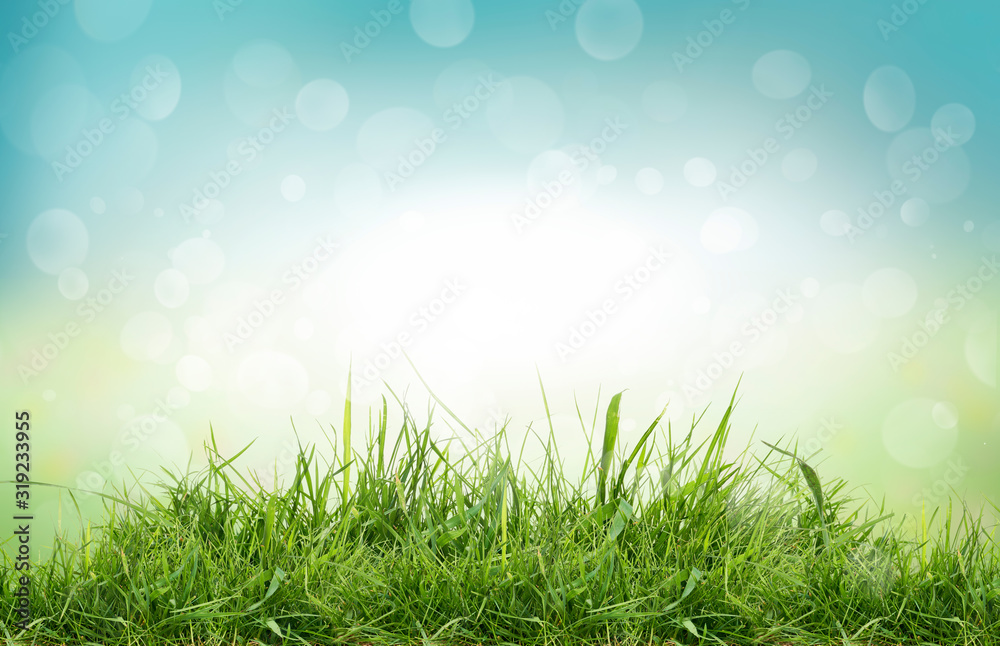 A natural spring garden background of fresh green grass and blurred blue sky bokeh