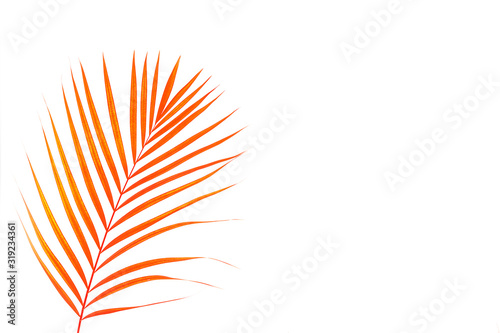 Tropical green palm leaf in pink coral color on white background.