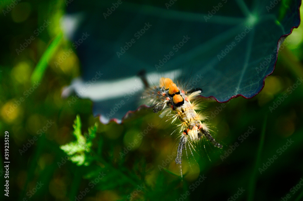beautiful caterpillar on a leaf beautiful caterpillar on a leaf