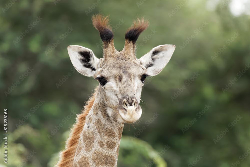 Young giraffe looking at camera, portrait 