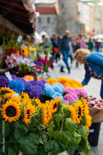 Bunch of fresh sunflowers on the regular famous flower market at the Viru Gates in the Old Town of Tallinn, Estonia. Woman chooses flowers at the background.