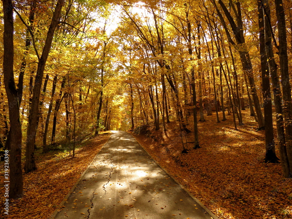 Obraz premium road in the forest