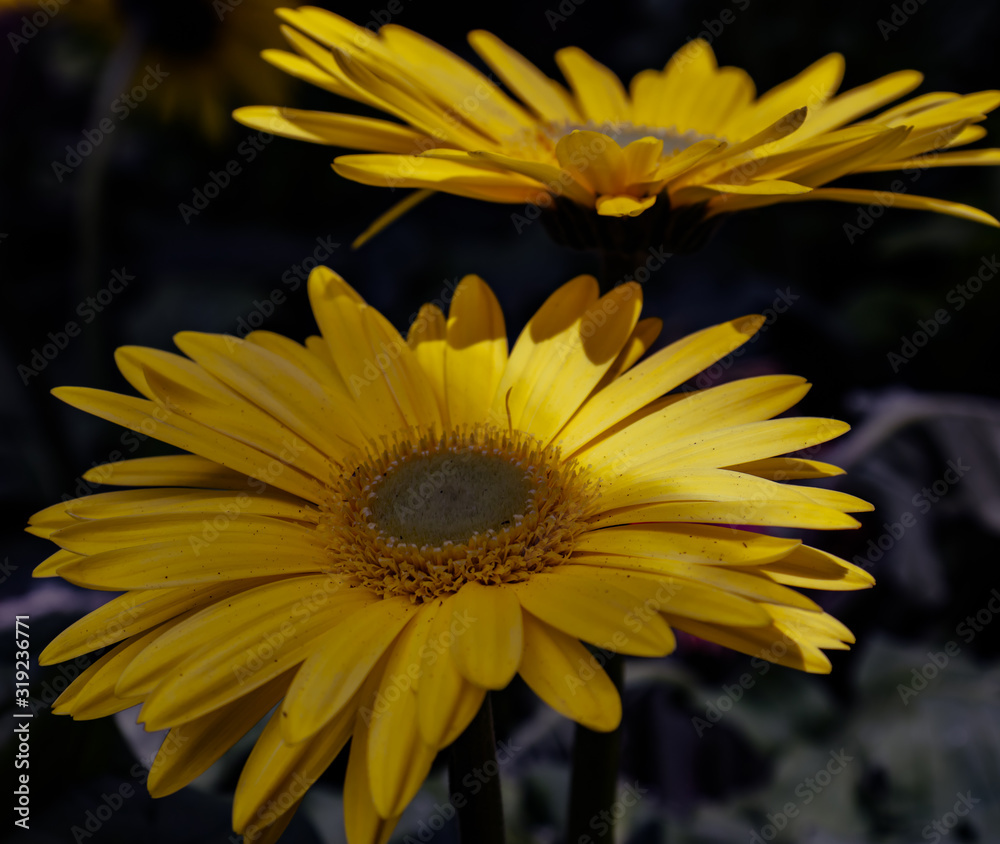 Photograph of daisy flowers outdoors in garden, Photograph of daisy flowers outdoors in garden,