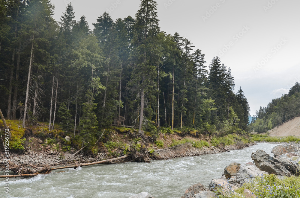Obraz premium Fast mountain river against the background of a pine forest on cloudy days.