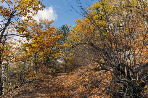 mountain trail in autumn forest