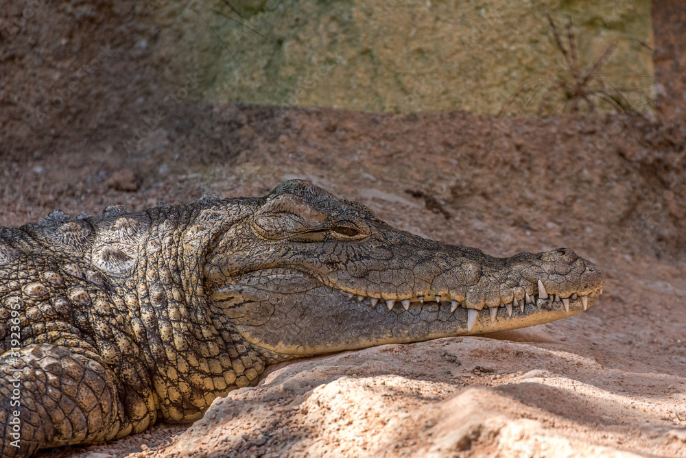 Obraz premium Animali