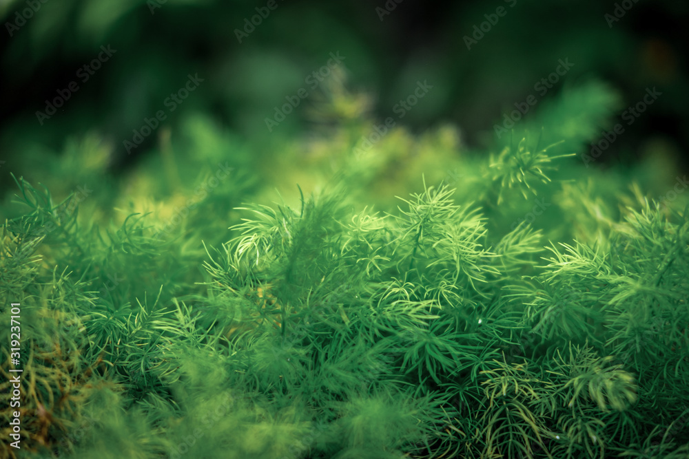 Asparagus sprengeri green fern with blur background