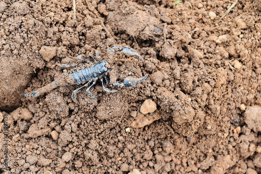black scorpion on dirty soil ground black scorpion on dirty soil ground