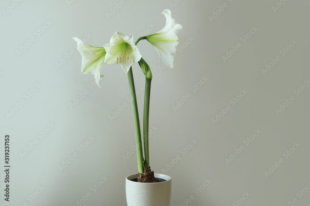 Fiori di Amaryllis bianco in vaso, isolati su fondo chiaro Fiori di Amaryllis bianco in vaso, isolati su fondo chiaro