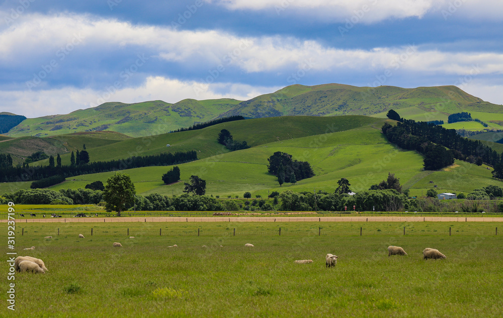 new zealand landscape with sheep