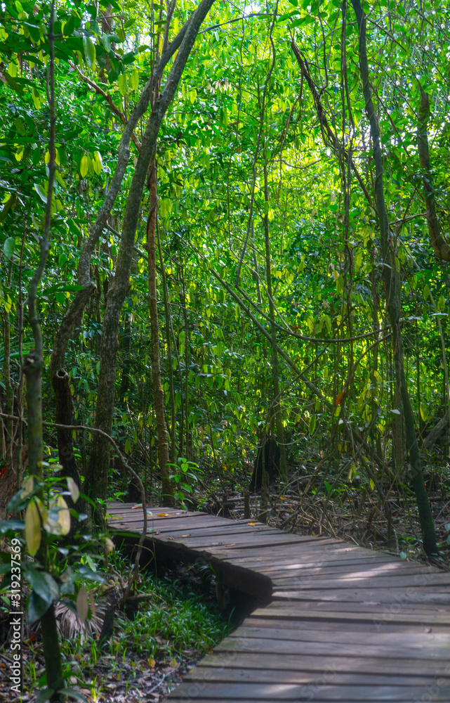Path in the jungle near Muyil. Lush greenery of tropical forest. Travel photo. Wallpaper or background. Yucatan. Quintana roo. Mexico. Path in the jungle near Muyil. Lush greenery of tropical forest. Travel photo. Wallpaper or background. Yucatan. Quintana roo. Mexico.