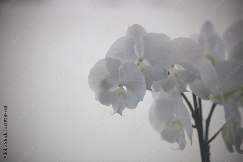 Fototapeta premium white flowers on a black background