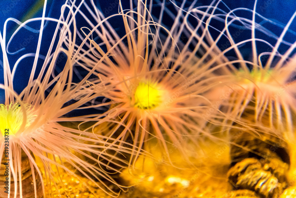 Obraz premium Animali