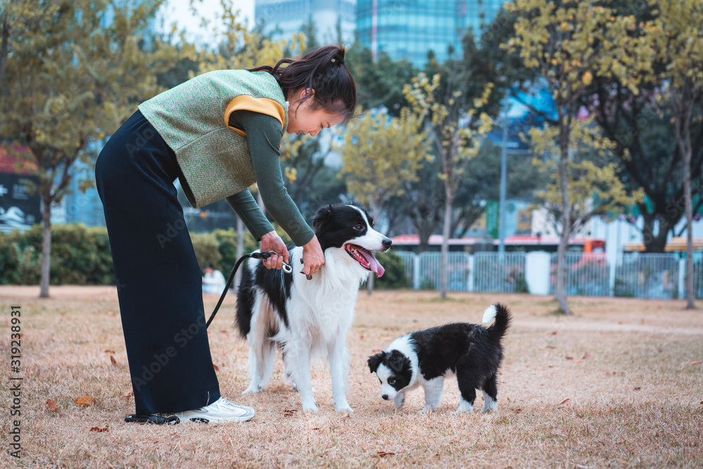 Asia girl is playing with her border collies Asia girl is playing with her border collies