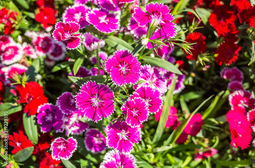 dianthus flowers in the garden © ChenPG