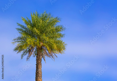 date palm tree and blue sky