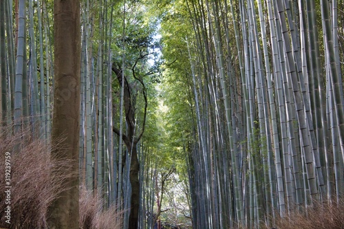 Japanese bamboo forest 1