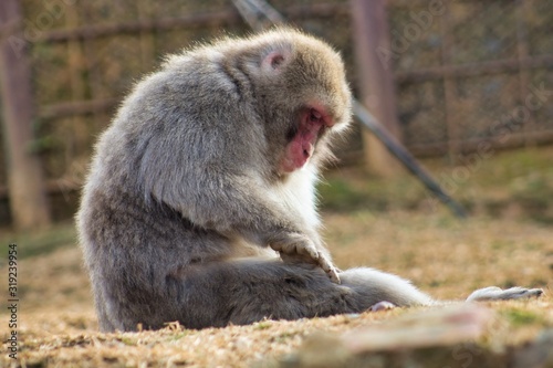 Japanese monkey 7