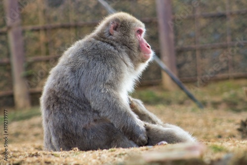Japanese monkey 8