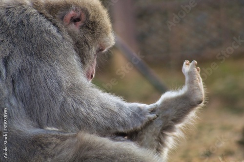 Japanese monkey 9