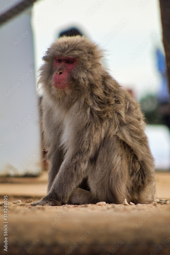 Naklejka premium Japanese monkey 13