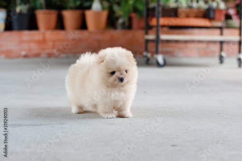 Small fluffy light brown Pomeranian puppy dog standing on concrete floor in soft focus background with copy space