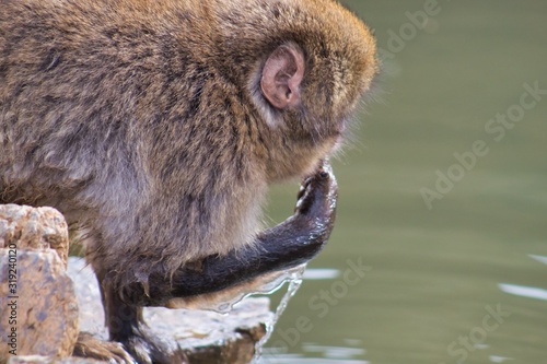 Japanese monkey 14