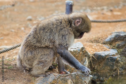 Japanese monkey 15