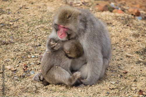 Japanese monkey 16